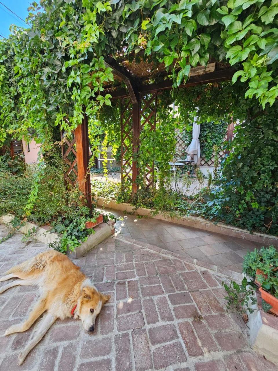 Vila Flavia B&B Констанца Екстер'єр фото